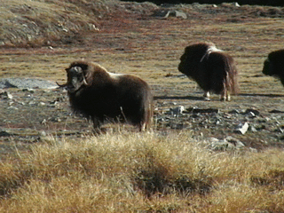 http://www.tafir.com.au/vicki/Profile/08-Musk-Ox.jpg