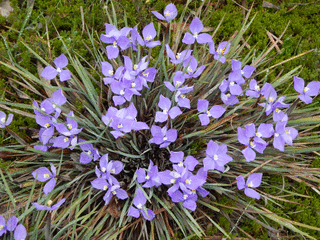 Profile/50-Patersonia-Sericea.JPG